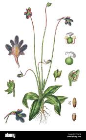 Attēlu rezultāti vaicājumam “Pinguicula vulgaris”