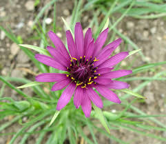 Attēlu rezultāti vaicājumam “Tragopogon heterospermus flower”