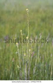 Attēlu rezultāti vaicājumam “Arabis glabra”