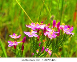 Attēlu rezultāti vaicājumam “Centaurium erythraea flower”