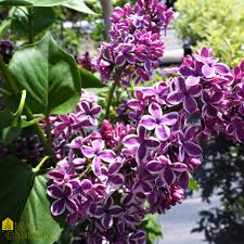Attēlu rezultāti vaicājumam “Syringa vulgaris flower”