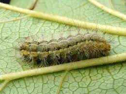 Attēlu rezultāti vaicājumam “Spilosoma lutea larva”