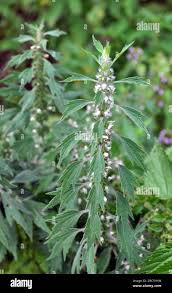 Attēlu rezultāti vaicājumam “Leonurus quinquelobatus”