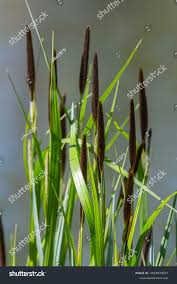 Attēlu rezultāti vaicājumam “Carex acuta leaf”