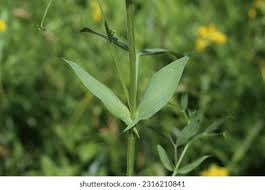 Attēlu rezultāti vaicājumam “Lathyrus pratensis”