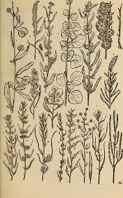 Attēlu rezultāti vaicājumam “Corispermum hyssopifolium fruit”