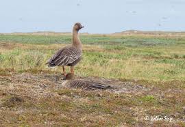 Attēlu rezultāti vaicājumam “Anser serrirostris adult”