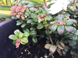 Attēlu rezultāti vaicājumam “Vaccinium vitis-idaea flower”