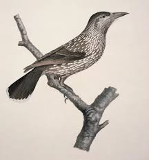 Image result for Nucifraga caryocatactes