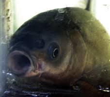 Image result for Mylopharyngodon piceus