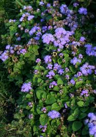 Image result for Ageratum mexicanum