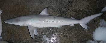 Image result for Carcharhinus brevipinna