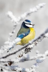 Image result for Cyanistes caeruleus