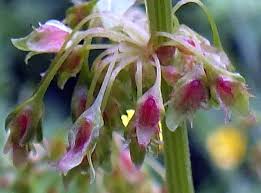 Attēlu rezultāti vaicājumam “Rumex obtusifolius flower”