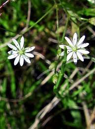 Attēlu rezultāti vaicājumam “Stellaria crassifolia”