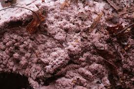 Attēlu rezultāti vaicājumam “Ceriporia excelsa”