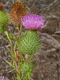 Attēlu rezultāti vaicājumam “Cirsium vulgare”
