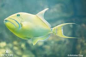 Image result for Balistes vetula