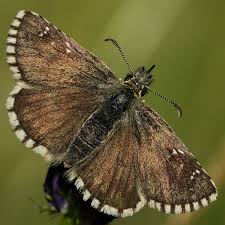 Attēlu rezultāti vaicājumam “Pyrgus serratulae”