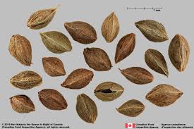 Attēlu rezultāti vaicājumam “Fallopia convolvulus fruit”