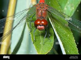Attēlu rezultāti vaicājumam “Sympetrum sanguineum male”