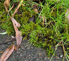 Attēlu rezultāti vaicājumam “Cinclidotus danubicus”