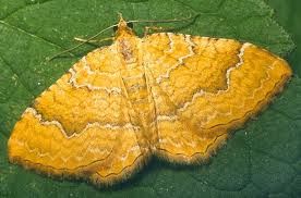 Attēlu rezultāti vaicājumam “Camptogramma bilineata”