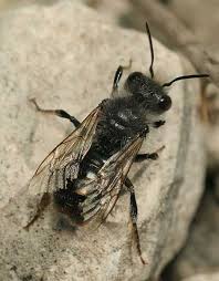 Attēlu rezultāti vaicājumam “Osmia bicolor”