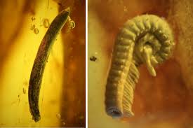 Attēlu rezultāti vaicājumam “Diplopoda”