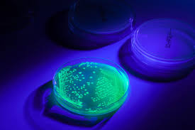 Attēlu rezultāti vaicājumam “Enteridium variabile macro”