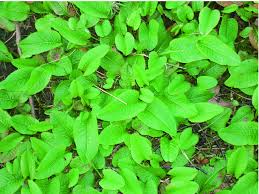 Attēlu rezultāti vaicājumam “Bistorta major leaf”