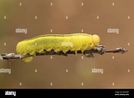 Attēlu rezultāti vaicājumam “Cimbex luteus”