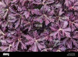Attēlu rezultāti vaicājumam “Geranium pratense leaf”