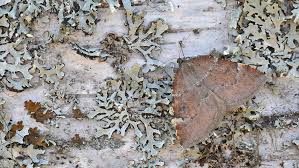 Attēlu rezultāti vaicājumam “Epirranthis diversata”