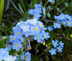 Image result for Myosotis sylvatica