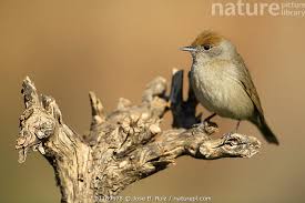 Attēlu rezultāti vaicājumam “Sylvia atricapilla”