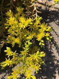 Attēlu rezultāti vaicājumam “Sedum sexangulare”