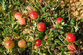 Attēlu rezultāti vaicājumam “Oxycoccus leaf”