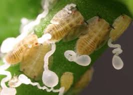 Attēlu rezultāti vaicājumam “Psylla alni nymph”