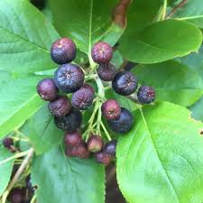 Attēlu rezultāti vaicājumam “Aronia melanocarpa fruit”