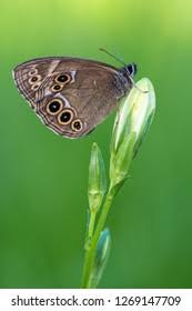 Attēlu rezultāti vaicājumam “Lopinga achine underside”