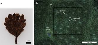 Attēlu rezultāti vaicājumam “Betula nana leaf”