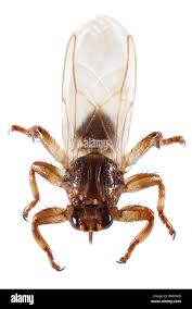 Attēlu rezultāti vaicājumam “Lipoptena cervi”