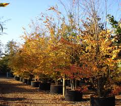 Attēlu rezultāti vaicājumam “Cercidiphyllum japonicum”