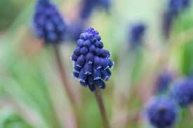 Attēlu rezultāti vaicājumam “Muscari neglectum”