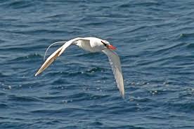 Image result for Phaethon aethereus