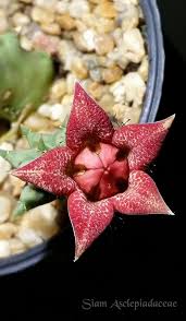 Attēlu rezultāti vaicājumam “Asclepiadaceae”