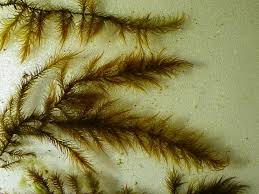 Attēlu rezultāti vaicājumam “Warnstorfia fluitans”