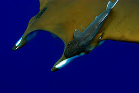 Image result for Mobula tarapacana