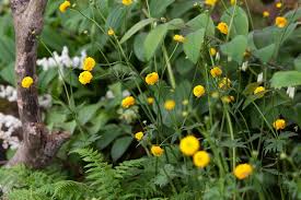 Attēlu rezultāti vaicājumam “Ranunculus acris”